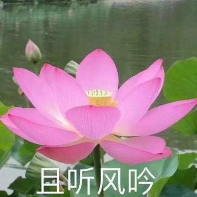 恶魔法则游戏下载